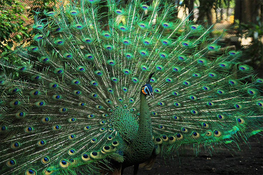 Green Peafowl Myanmar National Animal