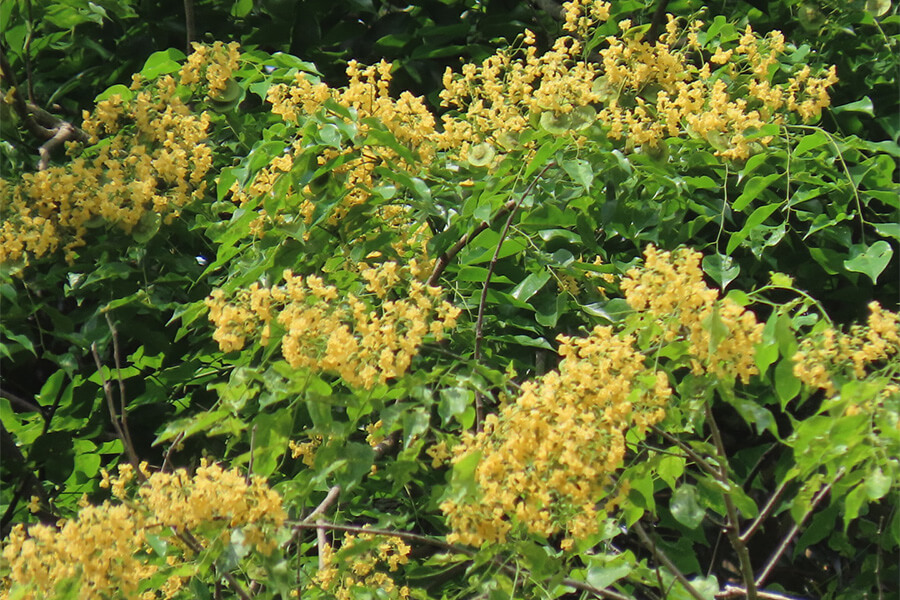 National Flowers of Myanmar Padauk & Thazin