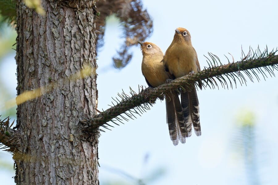 Yay Aye Kan reservoir - myanmar bird watching tour